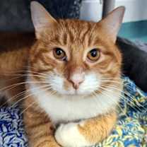 Thumbnail photo of Razzle - Kitchener #2