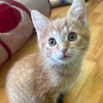 Thumbnail photo of Dango #1