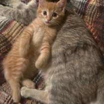 Thumbnail photo of Dango #3