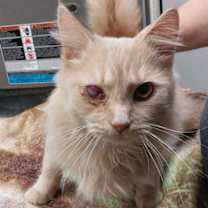 Thumbnail photo of Poseidon #2