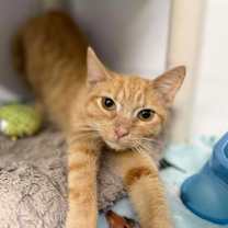 Thumbnail photo of Citrus #3