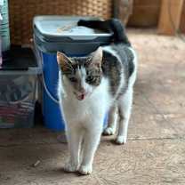 Thumbnail photo of Tinkerbell #2