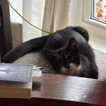 Thumbnail photo of Daisy #2