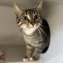 Thumbnail photo of Mittens #1