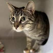 Thumbnail photo of Mittens #3