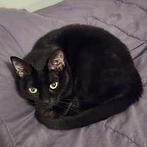 Thumbnail photo of Violet #3