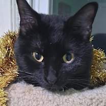 Thumbnail photo of Mahmi #4