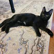 Thumbnail photo of Spider #4