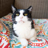 Thumbnail photo of Mai Mai #1