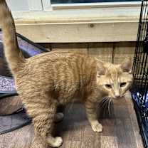 Thumbnail photo of Cletus #2