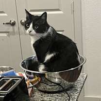 Thumbnail photo of DD #4