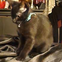 Thumbnail photo of Pepper #3