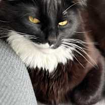 Thumbnail photo of Levi #4