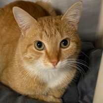 Thumbnail photo of Rasta #3