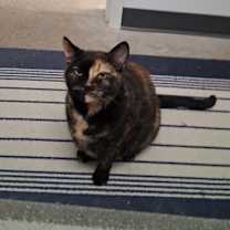 Thumbnail photo of Bella #1