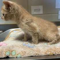 Thumbnail photo of Rose Gold #2