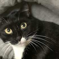 Thumbnail photo of Mittens #3