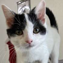 Thumbnail photo of Small Fry - Party Animal #3