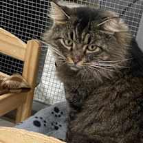 Thumbnail photo of Diesel #3