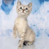 Thumbnail photo of Kira #3