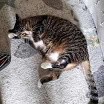 Thumbnail photo of Maxwell #4