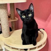 Thumbnail photo of Magnolia  #1