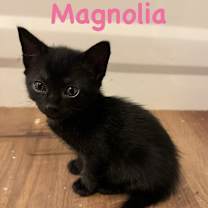 Thumbnail photo of Magnolia  #2