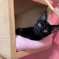 Thumbnail photo of Magnolia  #3