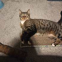 Thumbnail photo of Makita #4