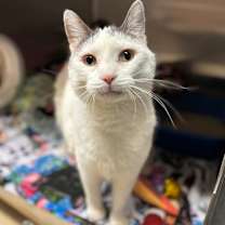 Thumbnail photo of Gizmo--In Foster #1