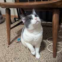 Thumbnail photo of McKinney--In Foster #1