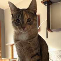 Thumbnail photo of Chameleon--In Foster #1