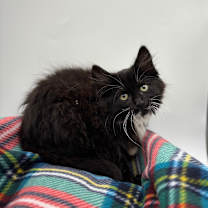 Thumbnail photo of Fire--In Foster #2