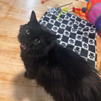 Thumbnail photo of Solstice--In Foster #2