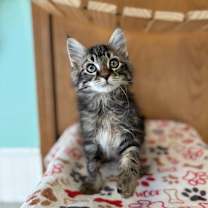 Thumbnail photo of Heuer--In Foster #1