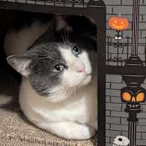 Thumbnail photo of McKinney--In Foster #2