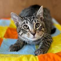 Thumbnail photo of Vinyl--In Foster #1