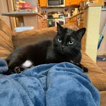 Thumbnail photo of Panther--In Foster #3