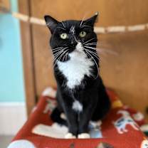 Thumbnail photo of Monticello--In Foster #1