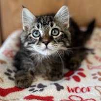 Thumbnail photo of Heuer--In Foster #2