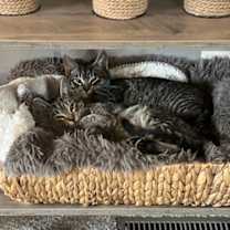 Thumbnail photo of Streisand--In Foster***ADOPTION PENDING*** #3