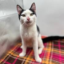 Thumbnail photo of Charades--In Foster #1