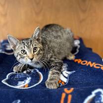 Thumbnail photo of Vinyl--In Foster #2