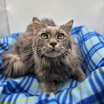 Thumbnail photo of Gretchen--In Foster***ADOPTION PENDING*** #1