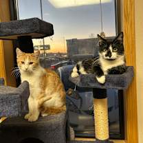 Thumbnail photo of Corn--In Foster #4