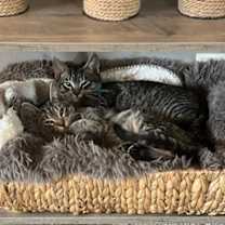 Thumbnail photo of Vinyl--In Foster #3