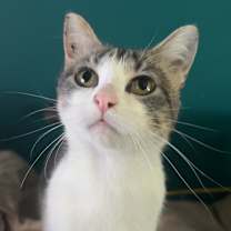 Thumbnail photo of Bonnette--In Foster #3