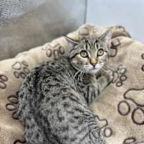 Thumbnail photo of Mullet--In Foster #2