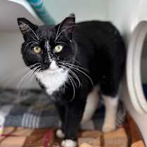 Thumbnail photo of Monticello--In Foster #3