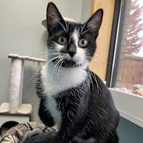 Thumbnail photo of Mama Pearl--In Foster #4